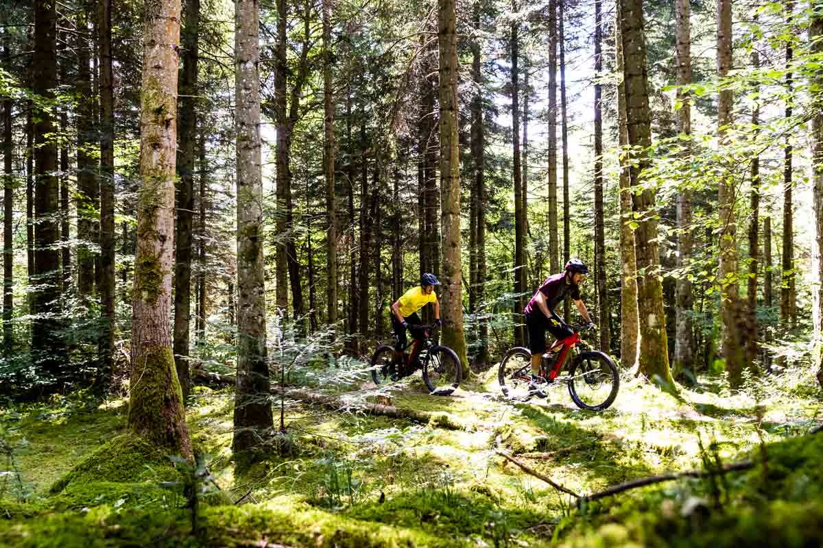 Zwei Mountainbiker fahren durch einen dichten Wald mit hohen Bäumen und moosbedecktem Boden. Sonnenlicht scheint durch das Blätterdach.
